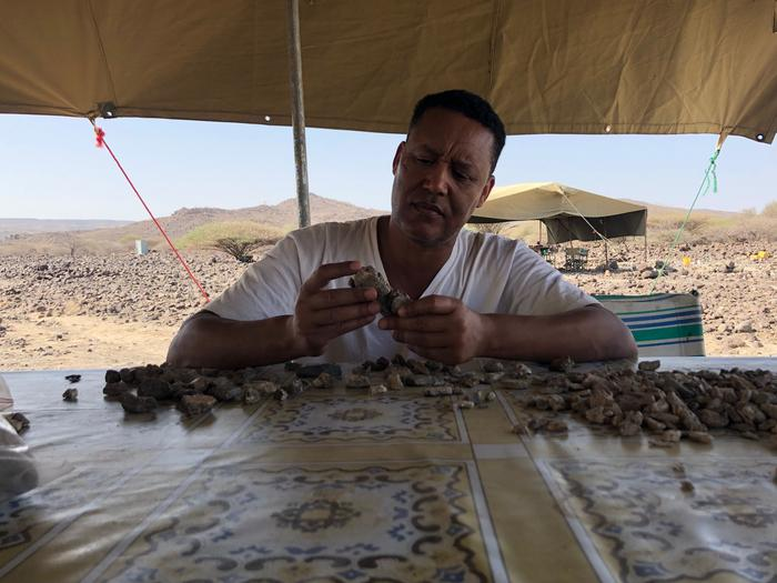 Professor Zeresenay Alemseged sifting through fossils to find those that belong with the jawbone Professor Zeresenay Alemseged sifting through fossils to find those that belong with the jawbone